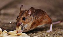 24 Hour & Emergency Exterminators in N Dinwiddie, VA